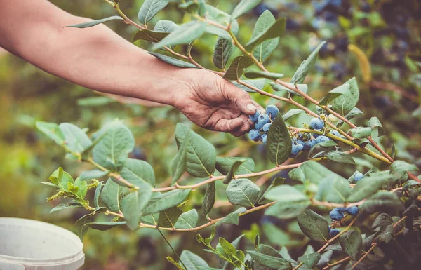 A hand of a harvester harvesting fresh blueberries, food concept — Stock Photo, Image