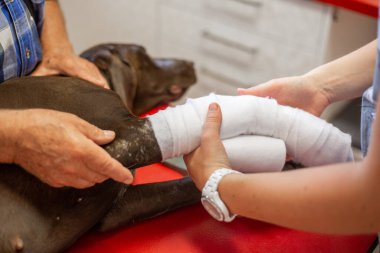 Veteriner kliniğinde köpek bakımı, veteriner konsepti.