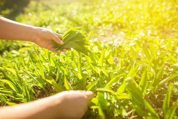 Young woman harvesting fresh bear garlic in the forest during spring time, herbalism concept — Stock Photo, Image