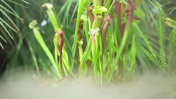 Gros plan de plantes carnivores très rares dans la jungle pendant la brume matinale ou le brouillard, concept de nature — Video