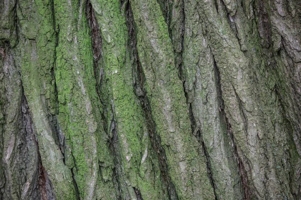 Close up de uma casca de árvore coberto com musgo verde — Fotografia de Stock