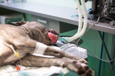 Veteriner kliniğinde ameliyat sırasında anestezi altında olan köpek, veteriner konsepti.