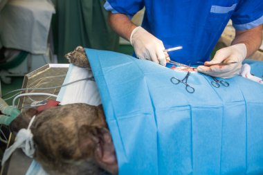 Veteriner köpeği veteriner kliniğinde kısırlaştırıyor, hayvan sağlığı konsepti..