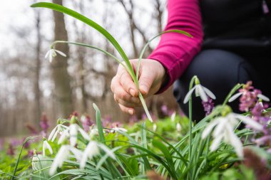 Ulusal parkta ya da botanik bahçesinde çok nadir bulunan çiçekleri toplayan ya da toplayan kadın eli, çevre kavramı