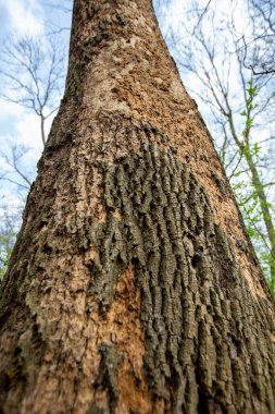 Ağaç kabuğu böceği tarafından tahtadan zarar görmüş. Ağaç kabuğunun altında tünel kazılmış. Ağaç kabuğu ağır istila altında kalırsa ölür.