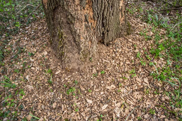 Tree damaged by wood-boring bark beetle that tunnels under the bark of a trees, which die if heavily infested — Stock Photo, Image