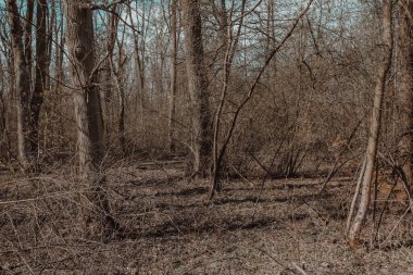 Büyük bataklıkları ve turba bataklıkları olan, mükemmel bir ekosistem olan bir sel yatağı ormanına bakın.