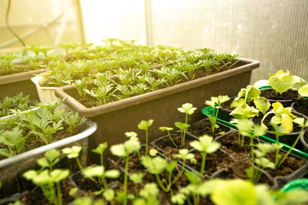 Bio sazenice zeleniny v krabici ve skleníku, koncept zahradničení — Stock fotografie