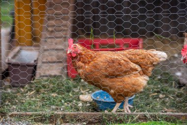 Çiftlikte bir tavuk, biyolojik yumurta üretimi, hayvan konsepti.
