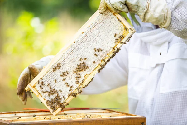 Apicultor en un colmenar, recoger o sacar panal o marcos de madera de la colmena de abejas para fresco, miel de prado, un montón de abejas — Foto de Stock