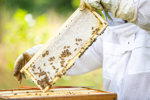 Beekeeper on an apiary, collecting or taking out honeycomb or wooden frames from bee hive for fresh, meadow honey, plenty of bees