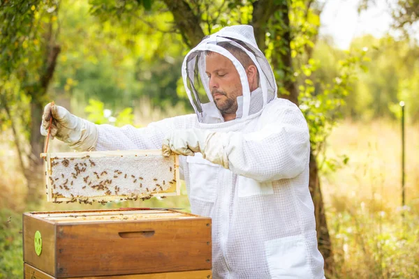 Apicultor en un colmenar, recoger o sacar panal o marcos de madera de la colmena de abejas para fresco, miel de prado, un montón de abejas —  Fotos de Stock