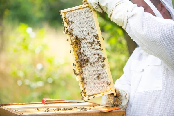 Apicultor en un colmenar, recoger o sacar panal o marcos de madera de la colmena de abejas para fresco, miel de prado, un montón de abejas — Foto de Stock
