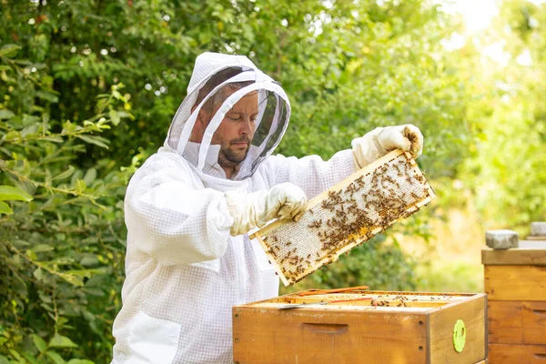 Imker auf einem Bienenstand, Bienenwaben oder Holzrahmen aus dem Bienenstock sammeln oder herausnehmen für frischen Wiesenhonig, viele Bienen — Stockfoto