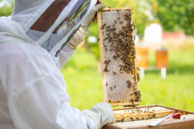 Arı yetiştiricisi arılarla ve arı kovanlarıyla arı yetiştiriciliği konseptinde çalışıyor.