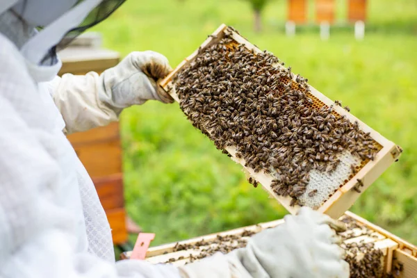 Apicultor em um apiário, apicultor está trabalhando com abelhas e colmeias no apiário, conceito de apicultura — Fotografia de Stock