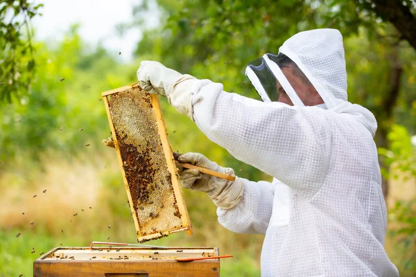 Bijenhouder op een bijenstal, bijenhouder werkt met bijen en bijenkorven aan het bijenhouderijconcept — Stockfoto