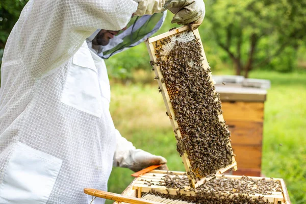 Μελισσοκόμος σε μελισσοκομείο, Μελισσοκόμος συνεργάζεται με τις μέλισσες και τις κυψέλες σχετικά με το μελισσοκομικό, μελισσοκομία έννοια — Φωτογραφία Αρχείου