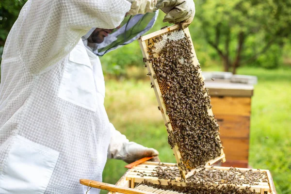 Arı yetiştiricisi arılarla ve arı kovanlarıyla arı yetiştiriciliği konseptinde çalışıyor.
