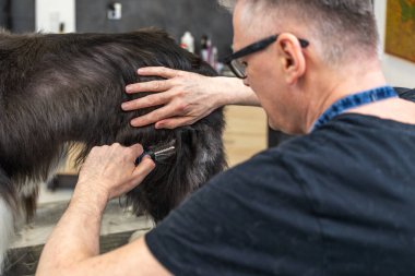 Evcil bir köpeğe bakım ve bakım hizmeti sunan profesyonel bir tımarcı.