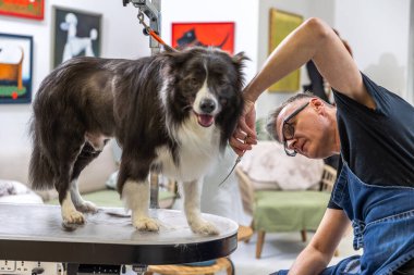 Evcil hayvan bakıcısı tımar masasında mutlu bir çoban köpeğini buduyor.