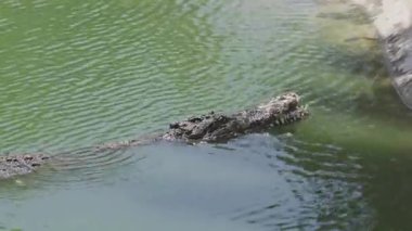 Keskin dişleri olan yırtıcı sürüngen nehre dalıyor.