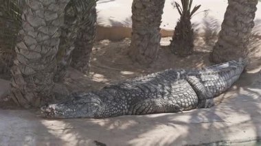 Dev timsah, palmiye ağaçlarının gölgesinde dinlenirken kumda güneşleniyor.