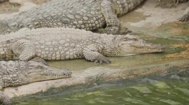 Birkaç vahşi Nil timsahı suyun yanındaki çamurlu bir nehir kıyısında dinleniyor.