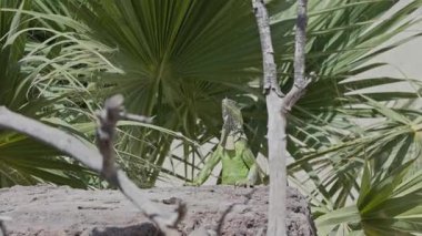 Meraklı yeşil iguana güneşli bir günde bir kayanın üzerinde durmuş doğal ortamını seyrediyor.