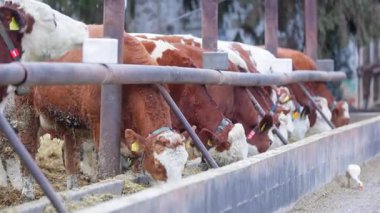 Kahverengi ve beyaz inekler bir ahırda uzun bir yalaktan yemek yerken bir kaz geçiyor.