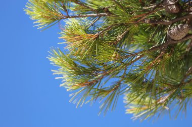 Yeşil ağaç ve gökyüzü