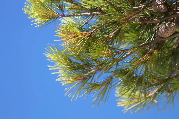 Зеленое дерево и небо — стоковое фото
