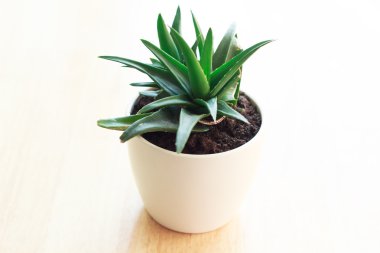 Aloe vera çiçek tencerede