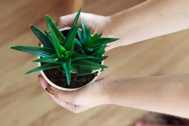 Aloe vera çiçek tencerede