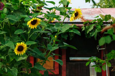 Bahçede ayçiçekleri