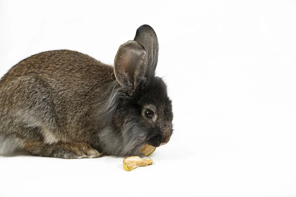 토끼 사과 씹는 — 스톡 사진