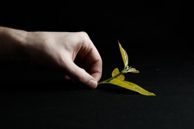 Siyah arka plan üzerine erkek el Filiz tutar