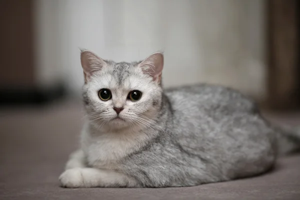 Schotse kat is liggend op de vloer en ziet er schattig — Stockfoto