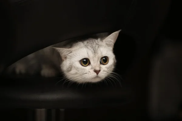 Gato escocés sentado en una silla y se ve lindo —  Fotos de Stock