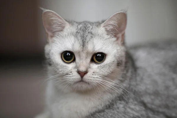 Schotse kat is liggend op de vloer en ziet er schattig — Stockfoto