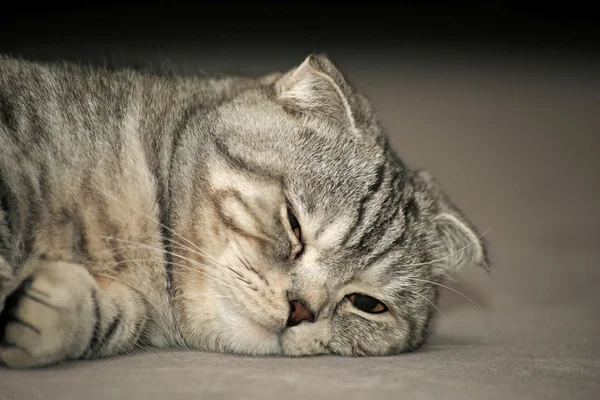 Шотландская кошка лежит на ковре и засыпает. — стоковое фото