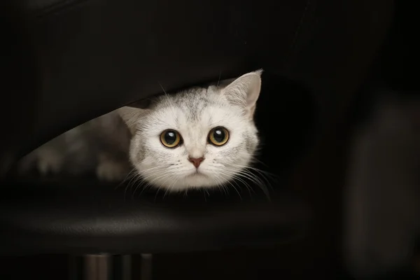 스코틀랜드 고양이 귀여운 외모의 자에 앉아 — 스톡 사진