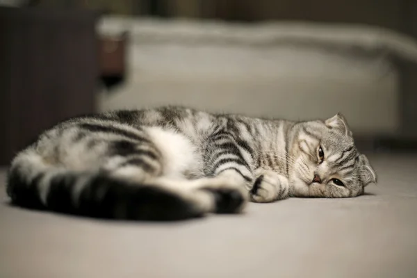 Gato pliegue escocés se encuentra en la alfombra y se duerme —  Fotos de Stock