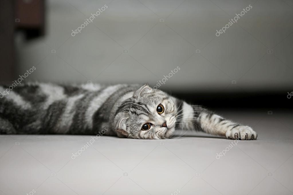 Шотландская складная кошка лежит на ковре и играет: стоковая фотография