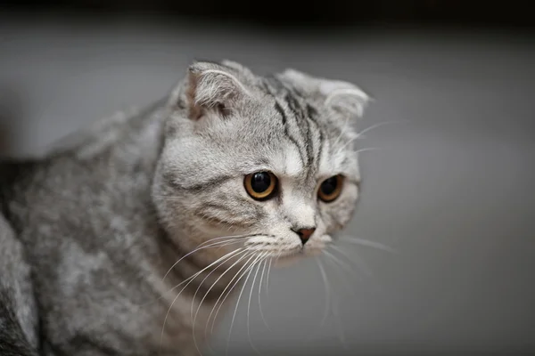 Gato Pliegue Escocés Sienta Mira Seriamente —  Fotos de Stock