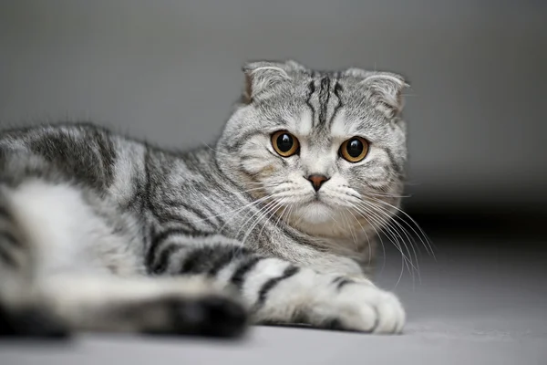 Шотландський Кіт Лежить Килимі Виглядає Серйозно — стокове фото