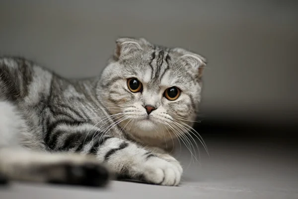 Scottish Fold Katt Ligger Matta Och Ser Allvarlig — Stockfoto