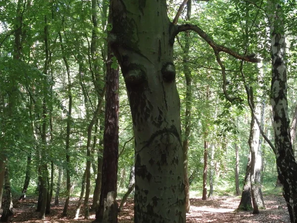 Θλιβερή δέντρο στο δάσος — Φωτογραφία Αρχείου