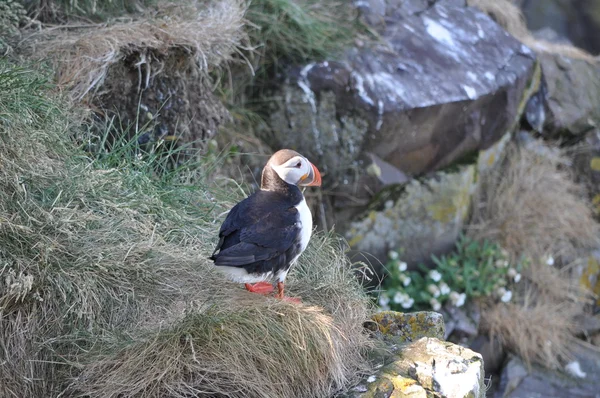 Puffin islandês e natureza — Fotografia de Stock