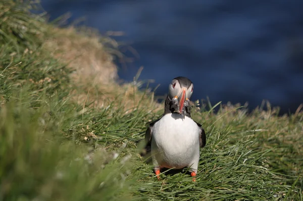 Icelandic puffin and nature — Stock Photo, Image